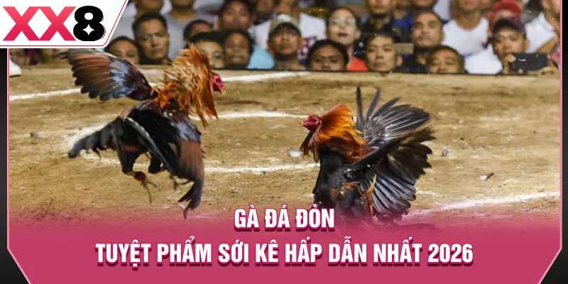 Gà đá đòn - Tuyệt phẩm sới kê hấp dẫn nhất 2026