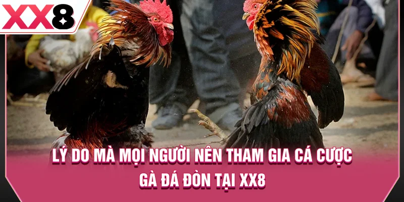 Lý do mà mọi người nên tham gia cá cược gà đá đòn tại XX8