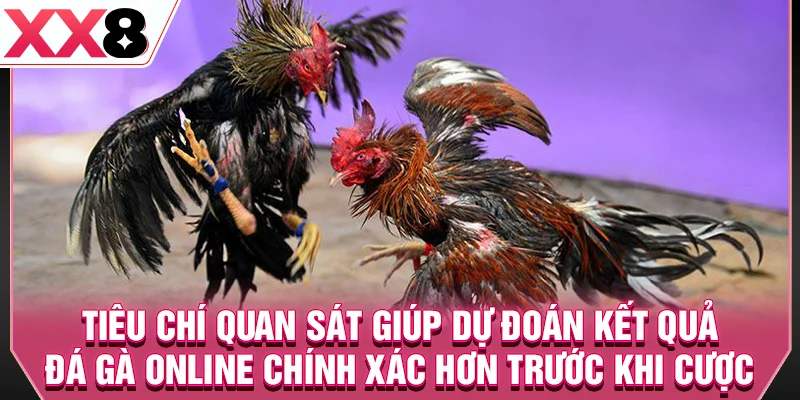 Tiêu chí quan sát giúp dự đoán kết quả đá gà online chính xác hơn trước khi cược